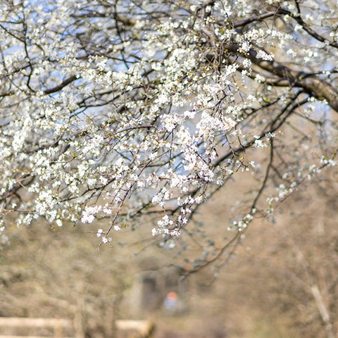 Et træ med hvide blomster på nær en sti.